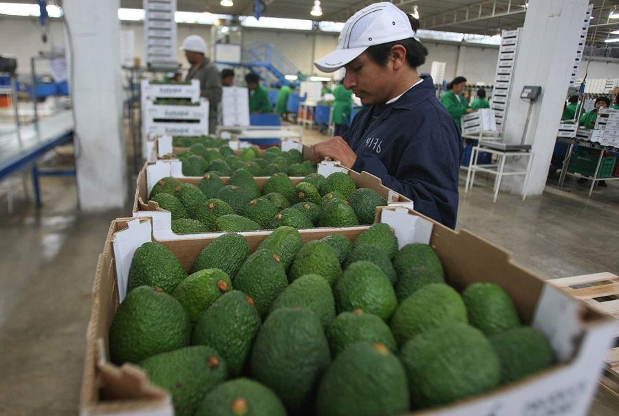 ¡Agroexportación continúa su camino ascendente!