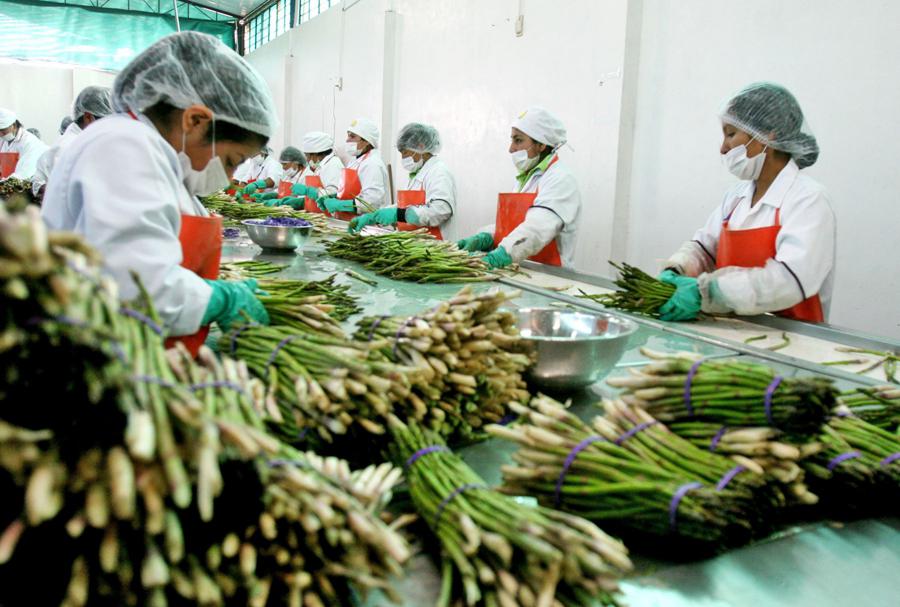 Ica, la agroexportación y la clase media