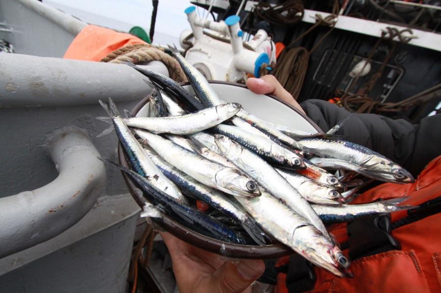 Pesca de anchoveta, ¡adelante!