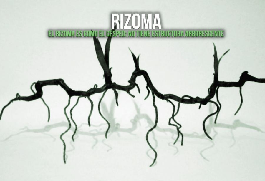 Rizoma