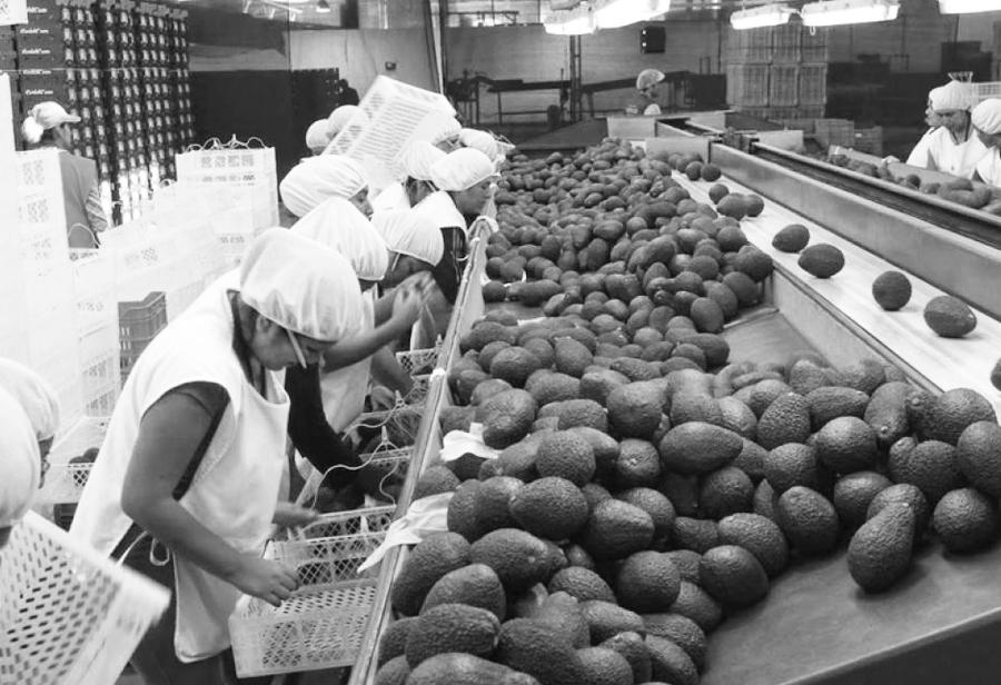 Minería y agroexportaciones, locomotoras de la economía nacional