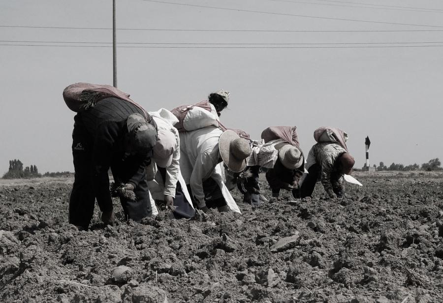 Graves problemas en la agricultura de Lambayeque y de Piura