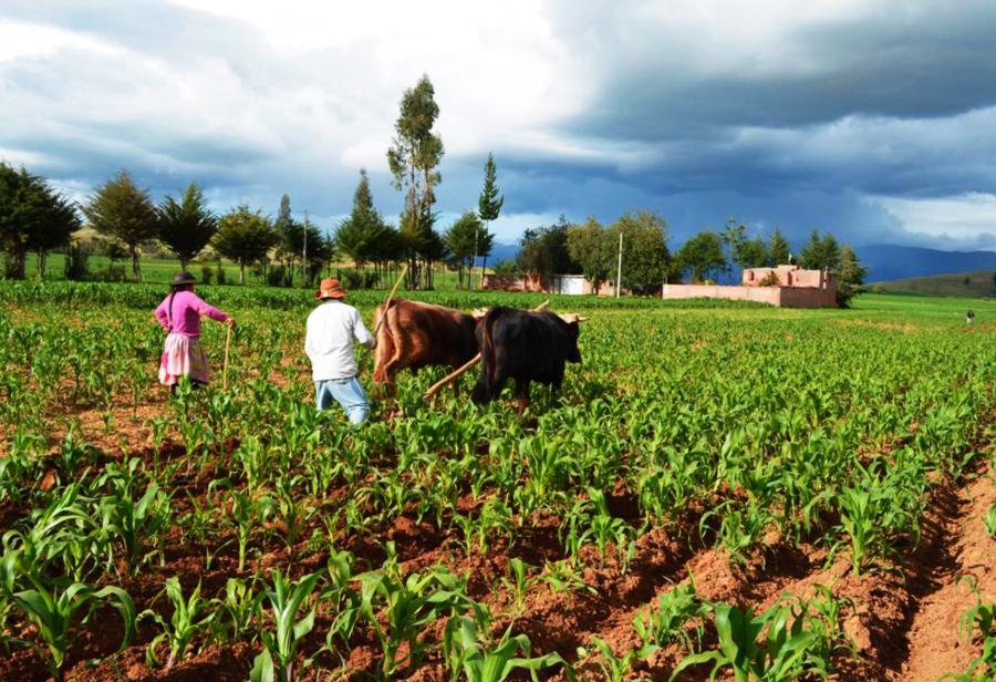 ¡Ampliar vigencia de Ley de Promoción Agraria!