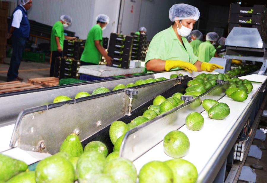 Palta lidera agroexportaciones