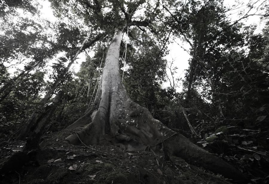 Controversia Perú-EE.UU. por organismo forestal