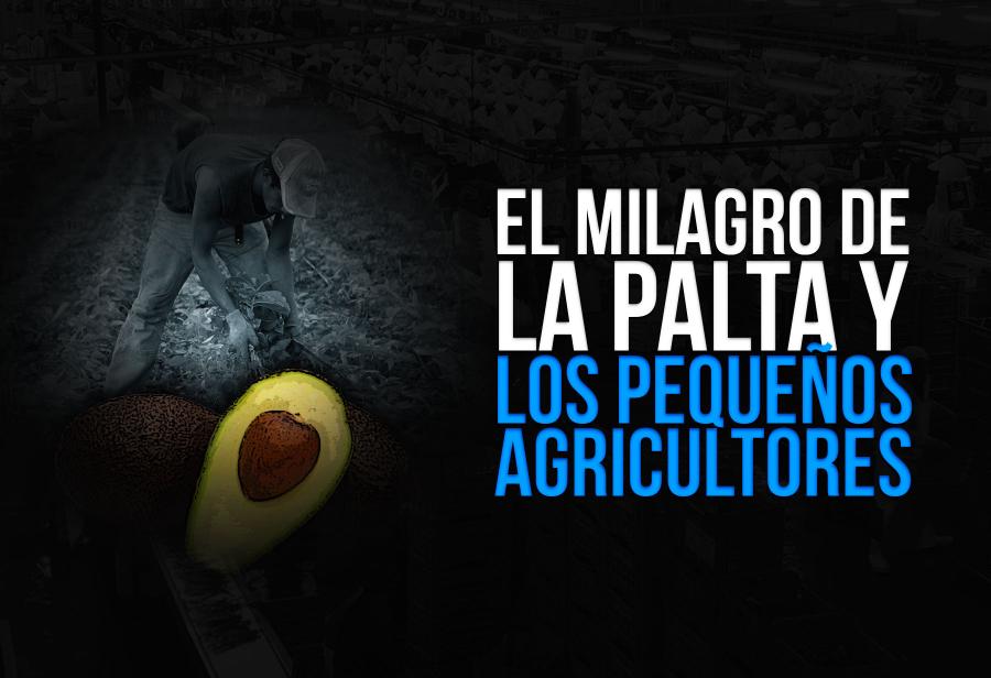 El milagro de la palta y los pequeños agricultores