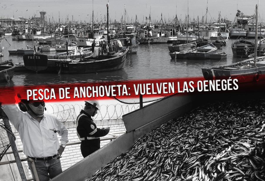 Pesca de anchoveta: vuelven las oenegés