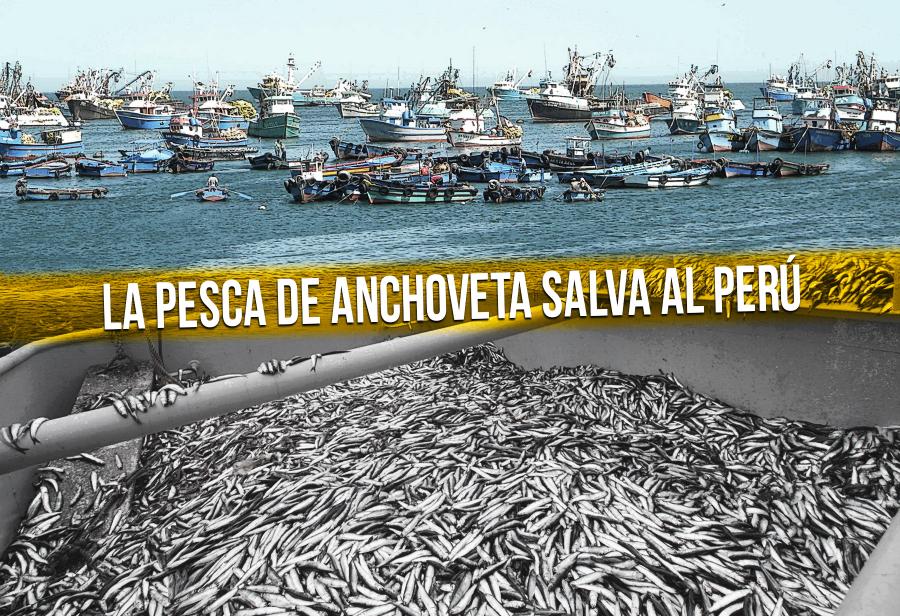 La pesca de anchoveta salva al Perú